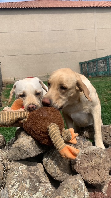 Playful dog with toys at the boarding house